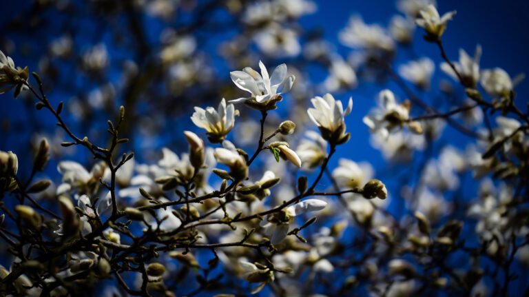 Read more about the article Magnolia – królowa wiosny